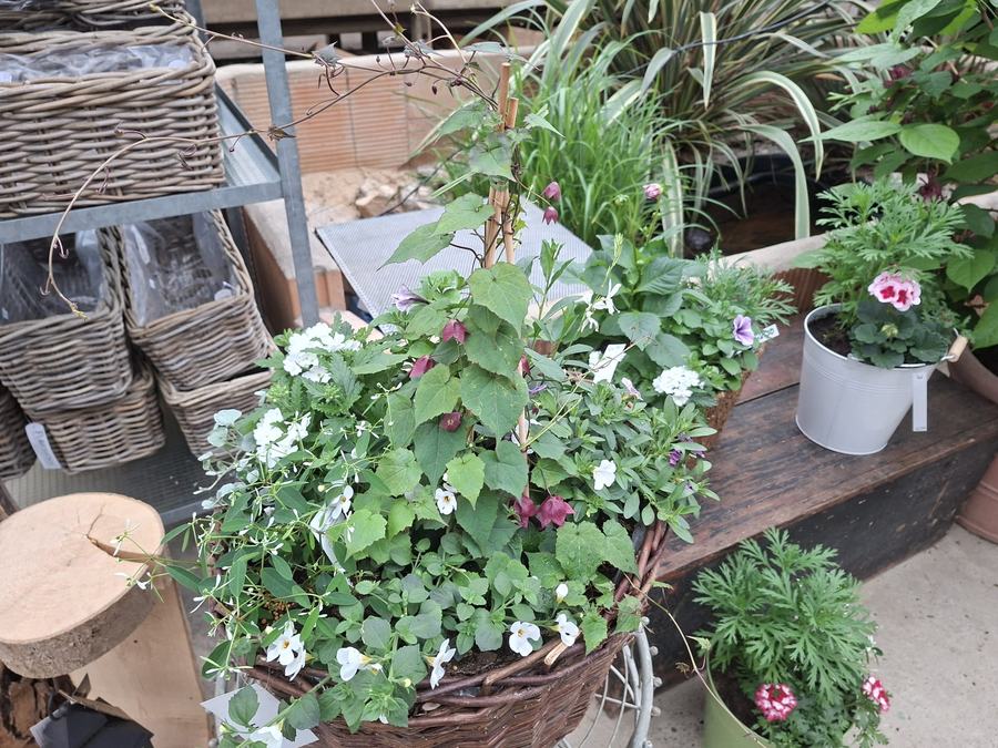 Bepflanzter Korb mit weißen Blüten und Clematis