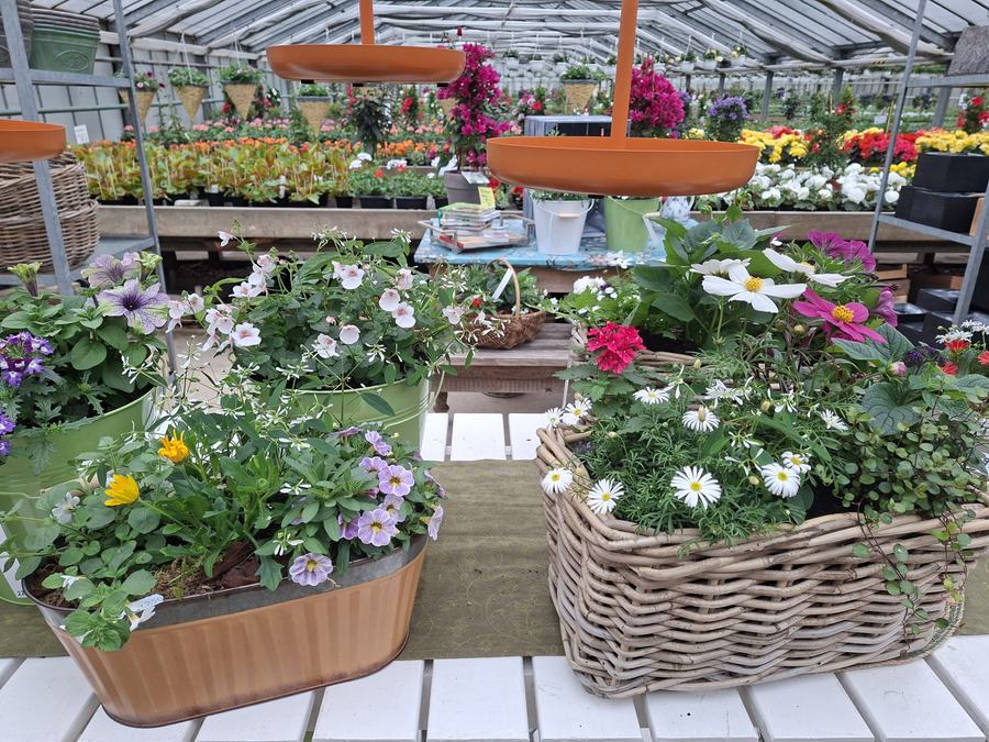 Bunte Schalen und Körbe mit Sommerblumen