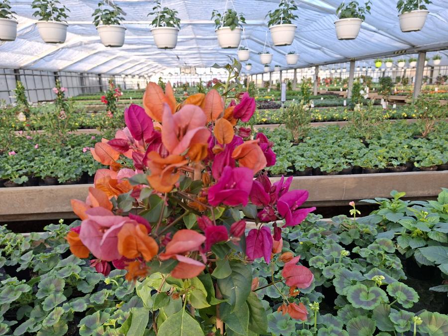 Bougainvillea in Orange und Pink im Gewächshaus