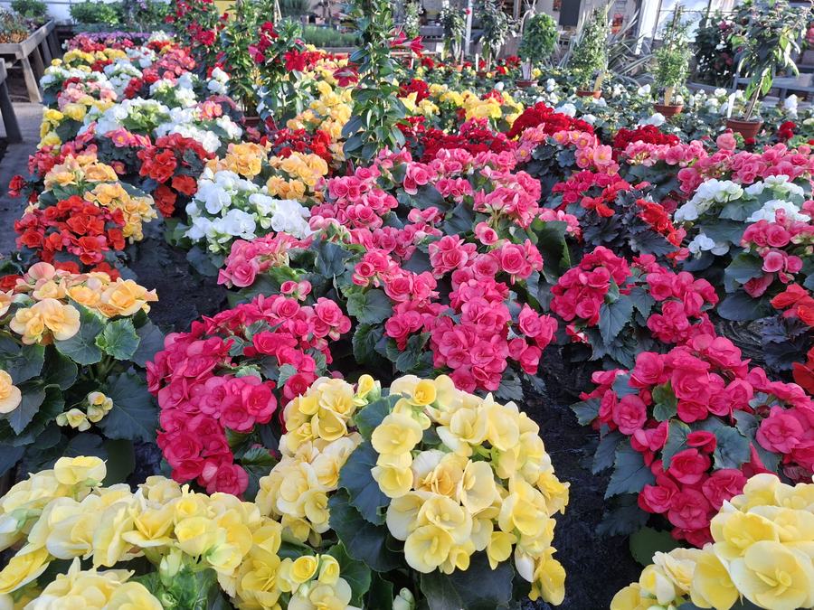 Knollenbegonien in Rot, Rosa, Gelb und Weiß