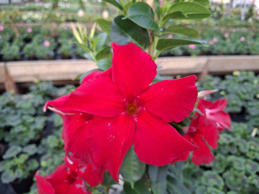 Rote Dipladenia-Blüte